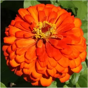 ZINNIA Orange Kingh Flower Seeds